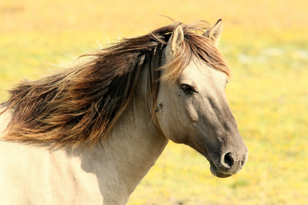 Rutas a caballo en Madrid