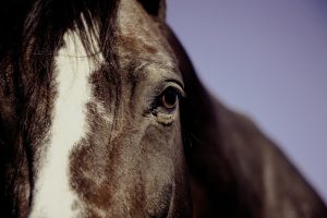 paseos caballo madrid