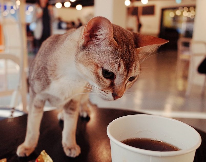 Cafeterías con gatos en Madrid ShMadrid