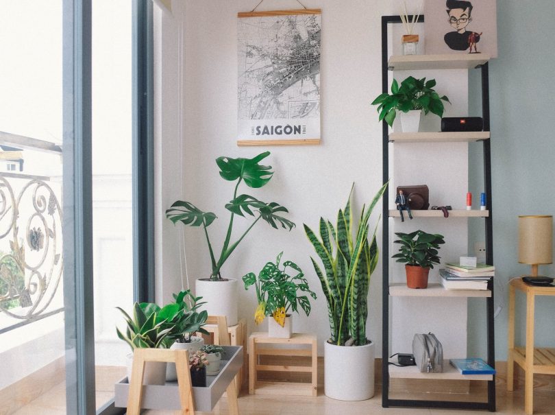 6 plantas de interior para decorar tu piso | ShMadrid