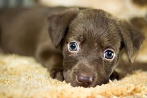 Imagen de un cachorro de perro marrón